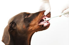 dental