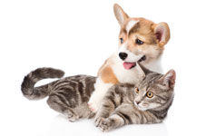 puppy-kitten