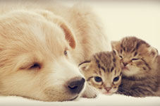 spay-neuter