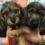 Cooper and Rocky