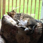 Peaches