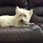 Frankie